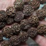 Купить 20298-busina-rudraksha-IMG_8134.JPG с доставкой по России