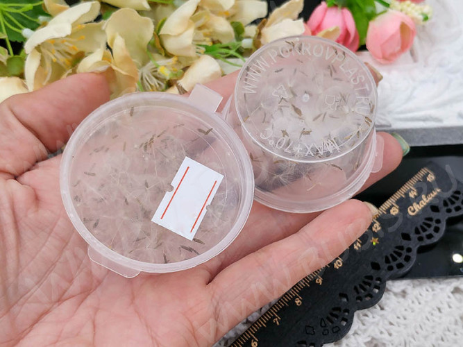 Сухие цветы 17 Пушинки одуванчика в коробочке (натуральные цветы)