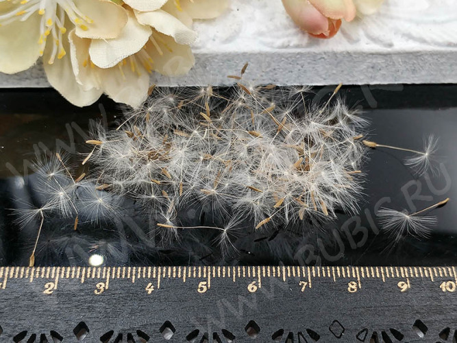 Сухие цветы 17 Пушинки одуванчика в коробочке (натуральные цветы)