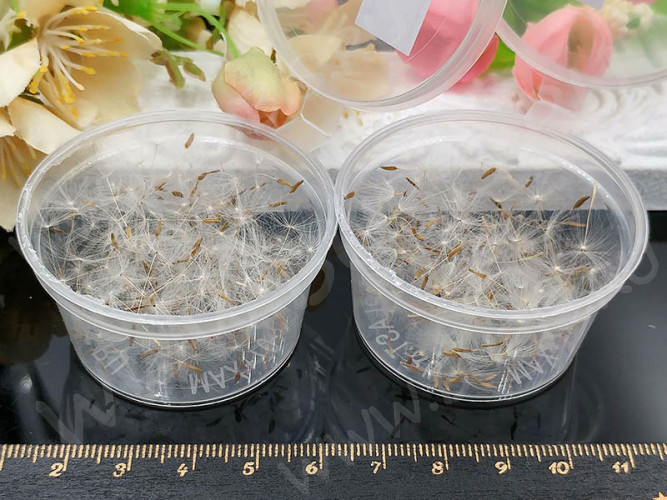 Сухие цветы 17 Пушинки одуванчика в коробочке (натуральные цветы)