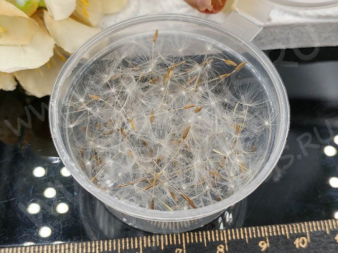 Сухие цветы 17 Пушинки одуванчика в коробочке (натуральные цветы)