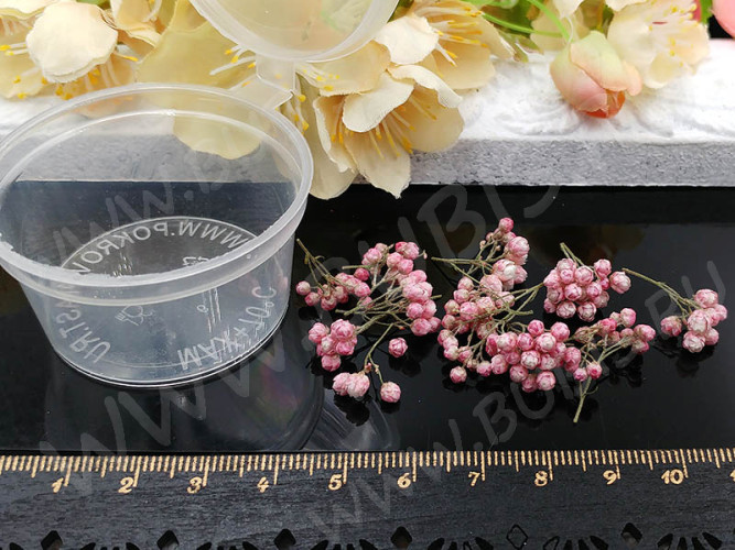 Сухие цветы 18 Озотамнус розовый в коробочке (натуральные цветы)