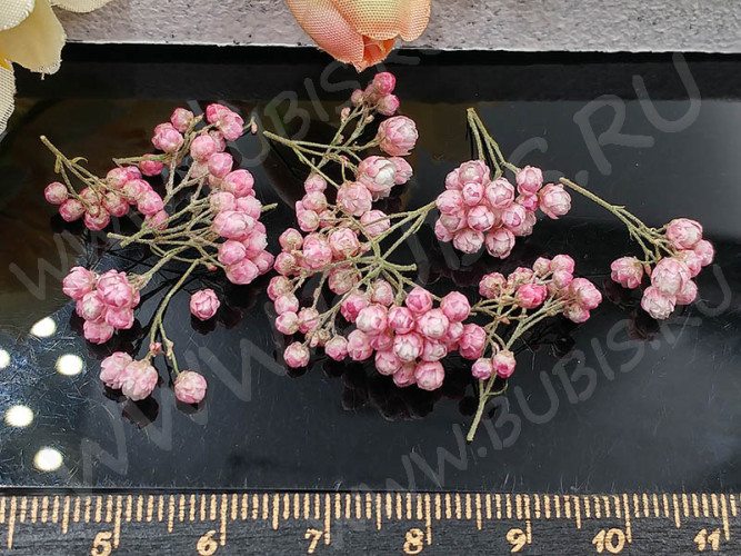 Сухие цветы 18 Озотамнус розовый в коробочке (натуральные цветы)