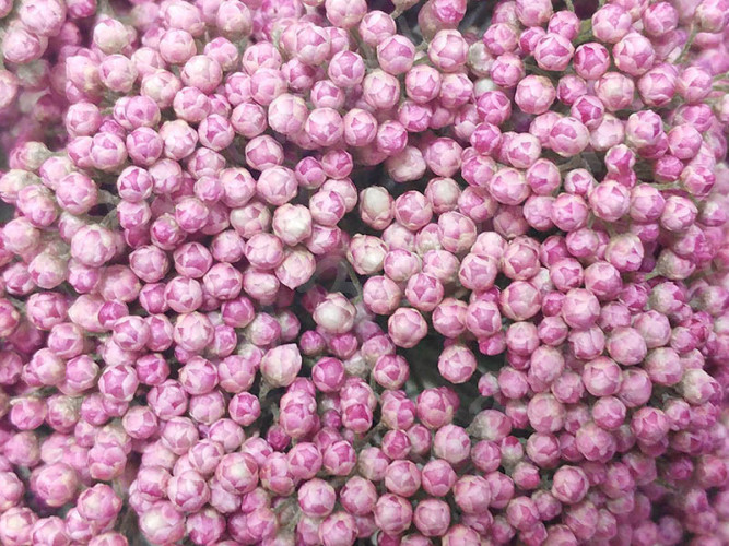 Сухие цветы 18 Озотамнус розовый в коробочке (натуральные цветы)