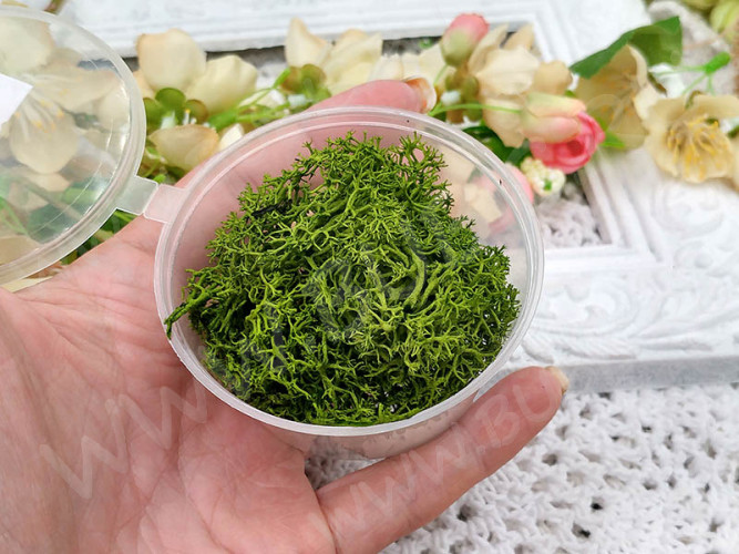 Сухие цветы 19 мох Ягель СТАБИЛИЗИРОВАННЫЙ в коробочке (натуральные цветы)