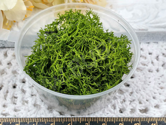 Сухие цветы 19 мох Ягель СТАБИЛИЗИРОВАННЫЙ в коробочке (натуральные цветы)