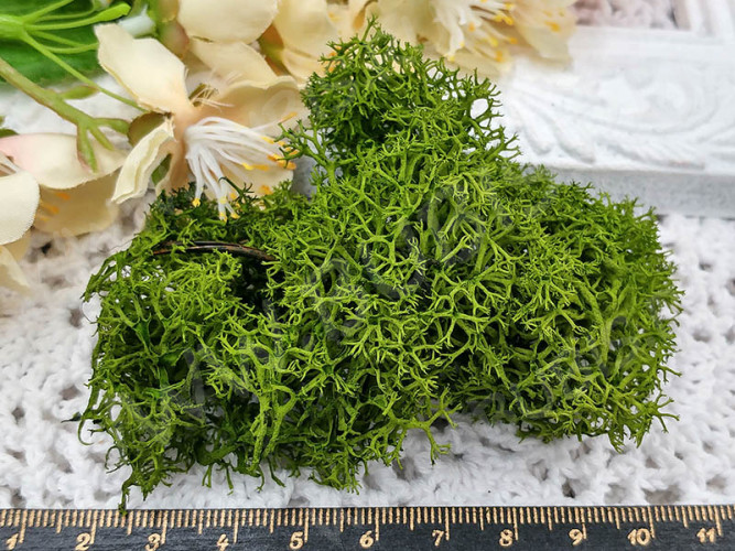 Сухие цветы 19 мох Ягель СТАБИЛИЗИРОВАННЫЙ в коробочке (натуральные цветы)