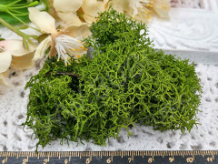 Сухие цветы 19 мох Ягель СТАБИЛИЗИРОВАННЫЙ в коробочке (натуральные цветы)