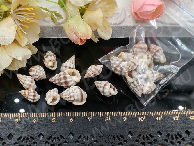 Наполнение для смолы и бутылочек 069 Ракушки 10-20*5-10мм бело-коричневые (декор) (10шт.)