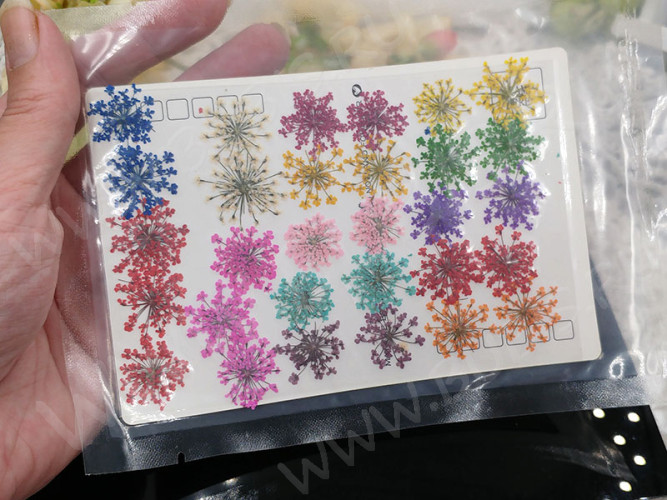 Сухие цветы 05 Зонтики плоские прессованные соцветия примерно 1,5-2,0см комплект МИКС на картоне (натуральные цветы) (ок. 30шт.)