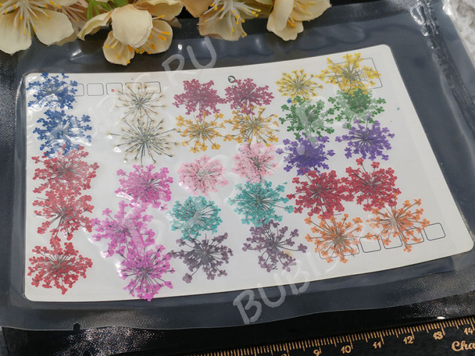 Сухие цветы 05 Зонтики плоские прессованные соцветия примерно 1,5-2,0см комплект МИКС на картоне (натуральные цветы) (ок. 30шт.)