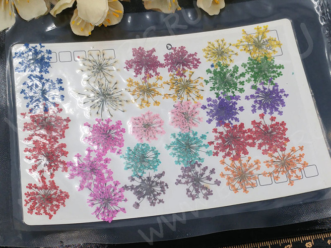 Сухие цветы 05 Зонтики плоские прессованные соцветия примерно 1,5-2,0см комплект МИКС на картоне (натуральные цветы) (ок. 30шт.)