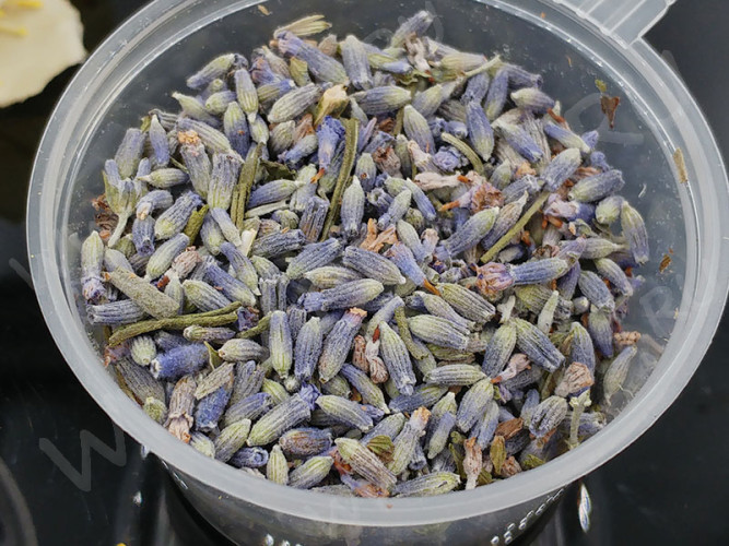 Сухие цветы 08 Лаванда в коробочке (натуральные цветы)