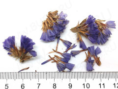 Сухие цветы 01 Кермек (Лимониум, Статице) соцветие примерно 2,0*1,5*1,0см фиолетово-сиреневый (натуральные цветы)
