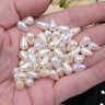 Купить (СКИДКИ!!!) Бусина акриловая Капелька 06 10*6,5*6,5мм МИКС белых и айвори жемчужных (акрил) (50шт.) с доставкой по России