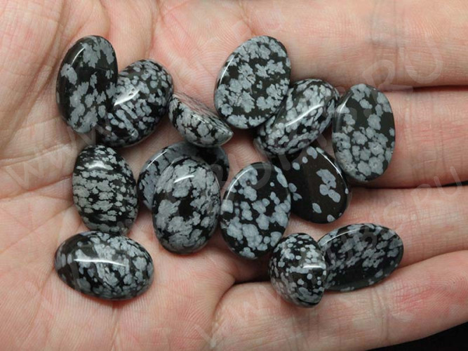 24623-kaboshon-yashma-dalmatin-IMG_2349.JPG