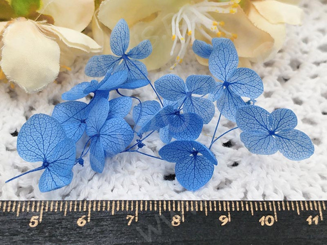 Сухие цветы 30 Гортензия 16-18мм стабилизированная тёмно-голубая в коробочке (натуральные цветы)