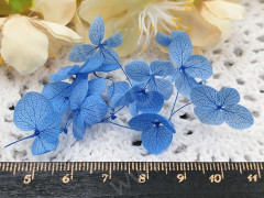 Сухие цветы 30 Гортензия 16-18мм стабилизированная тёмно-голубая в коробочке (натуральные цветы)