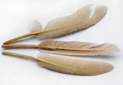 Перо №05 гусиное 13-16см т.бежевое (перья)