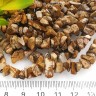 Крошка (галтовка) каменная 238 5-9мм Яшма Пейзажная (рисунчатая) натуральная (камни) (длинная нить прим. 80см) Купить Крошка (галтовка) каменная 238 5-9мм Яшма Пейзажная (рисунчатая) натуральная (камни) (длинная нить прим. 80см) с доставкой по России