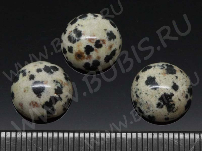 24515-kaboshon-yashma-dalmatin-IMG_1541.JPG