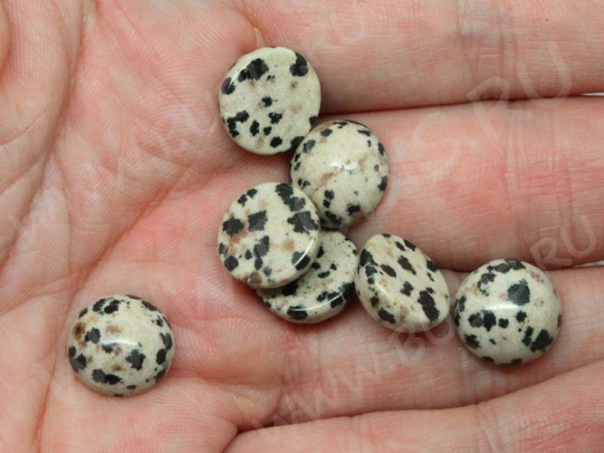 24517-kaboshon-yashma-dalmatin-IMG_1555.JPG