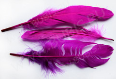 Перо №06 гусиное 16-21см сиреневое (перья)